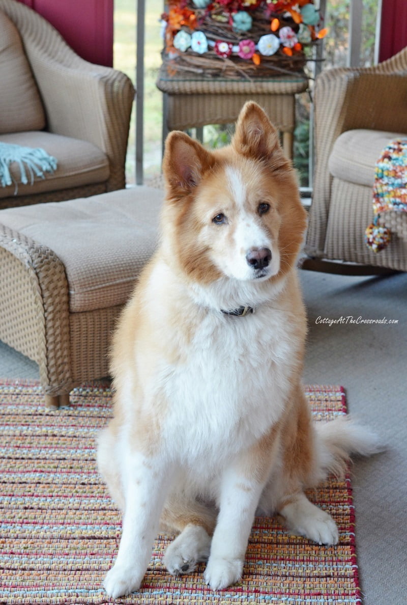 Lucy our dog on our fall front porch