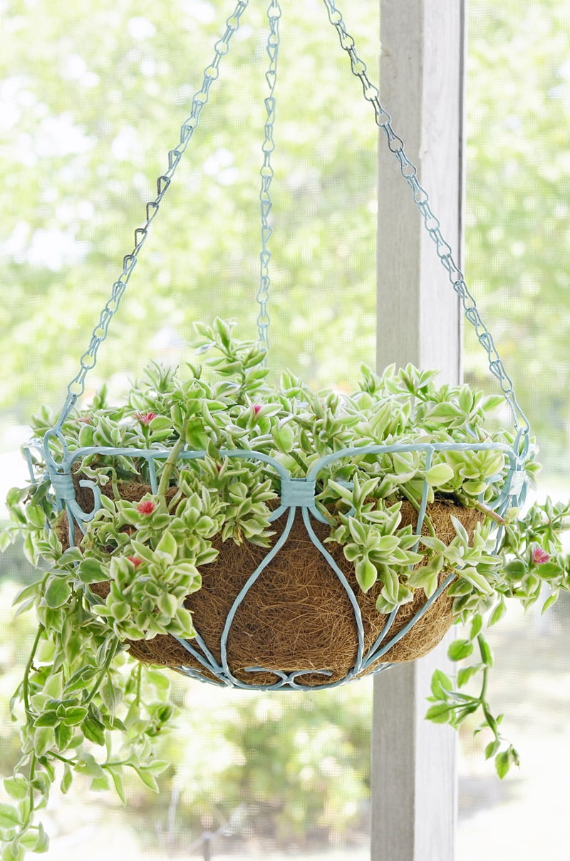 Dorotheanthus aptenia in a hanging basket