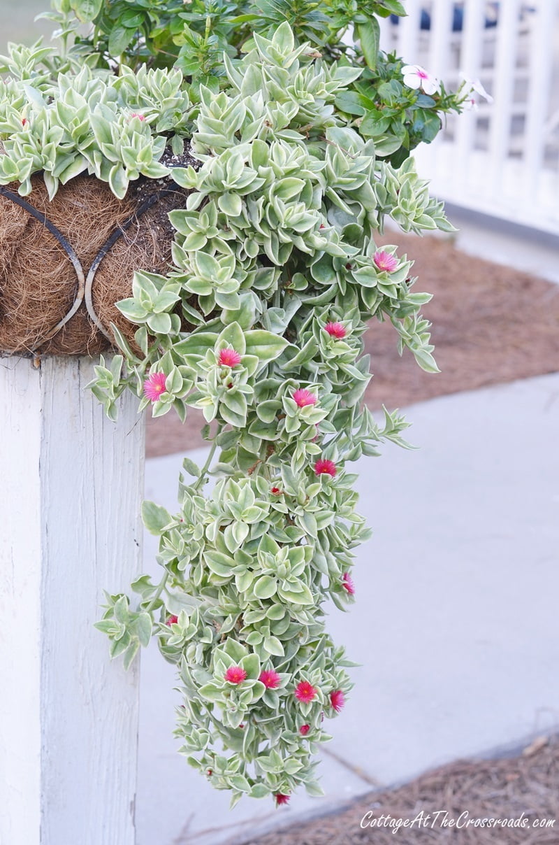 Mezoo trailing red in a flower basket