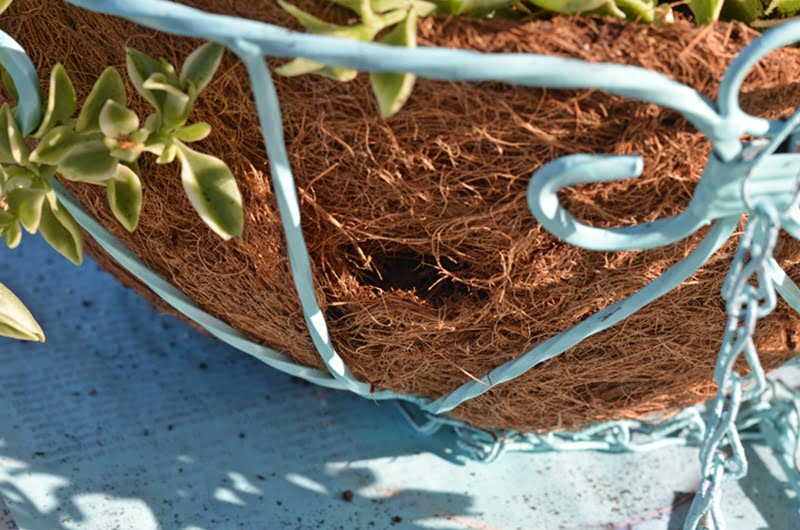 Holes in side of hanging coir basket