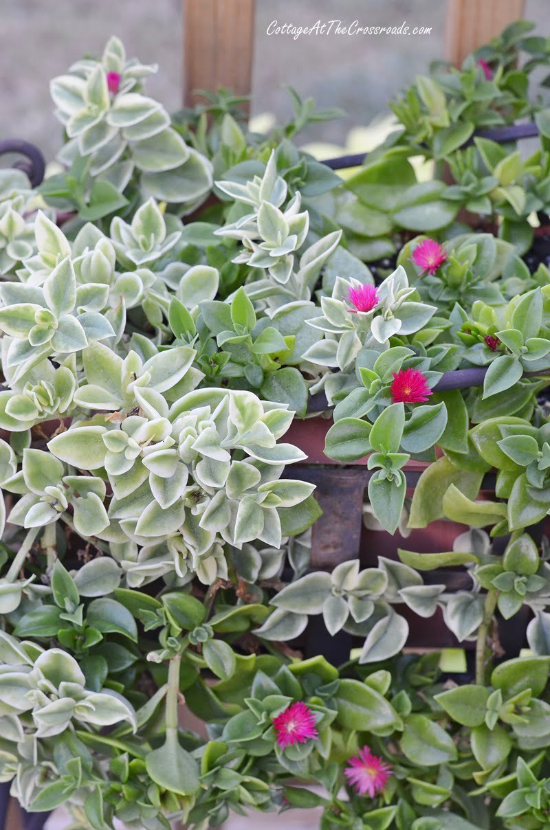 A mix of variegated and non-varigated mezoo trailing red