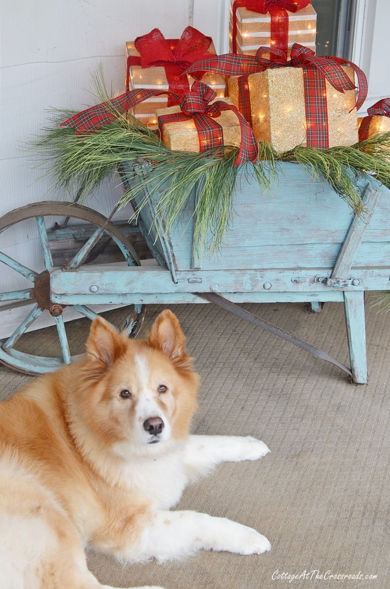 Lucy, our dog, in front of the vintage wheelbarrow with lighted gift boxes