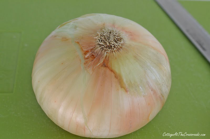 Bottom of a large onion