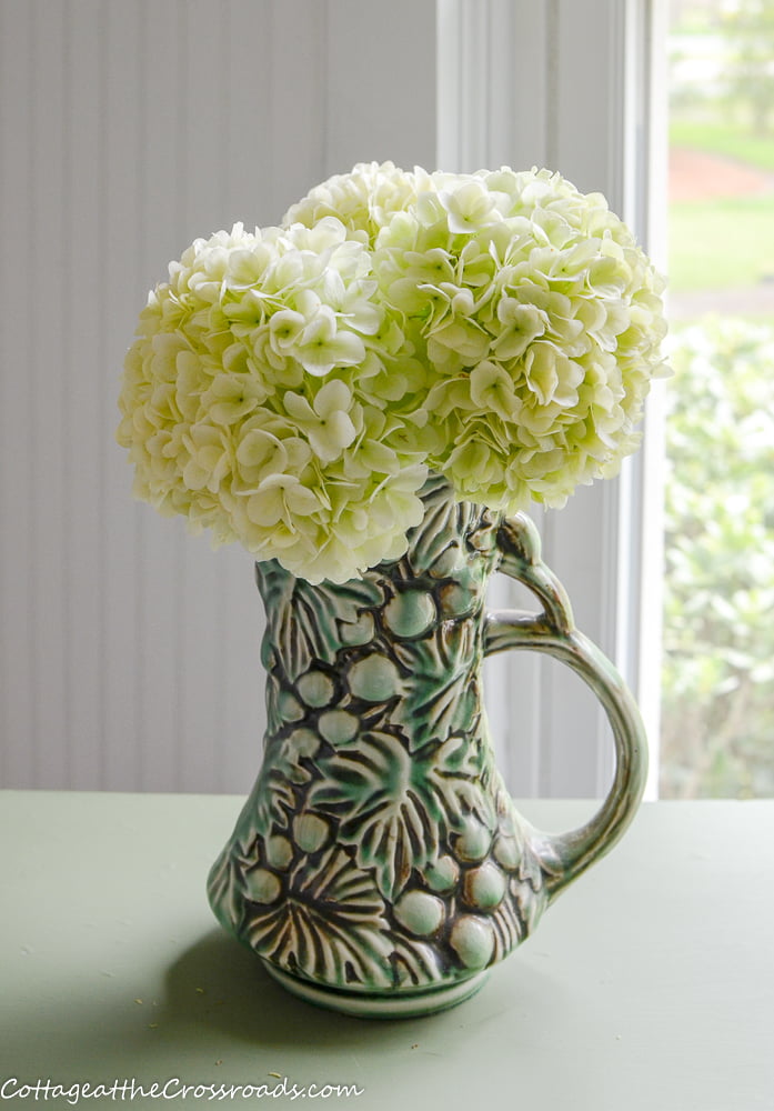 Chinese viburnum blossoms