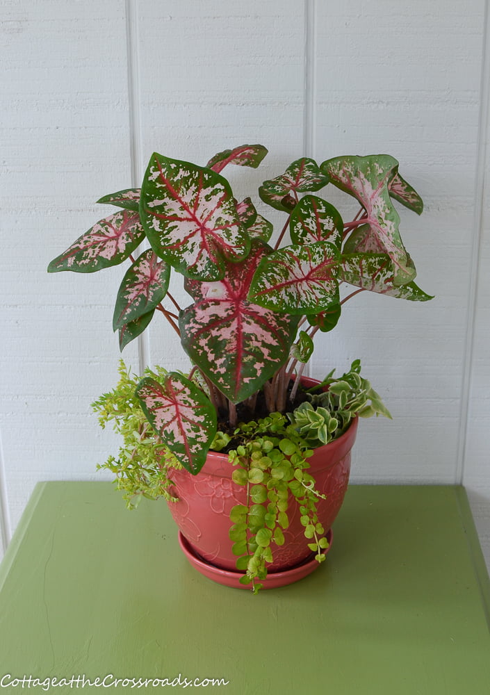 Caladiums planted in a coral container