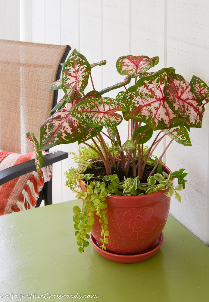 Coral container on a green painted outdoor table