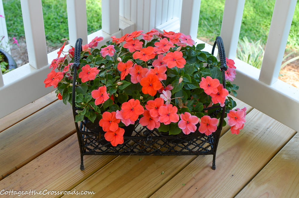 Peach colored impatiens