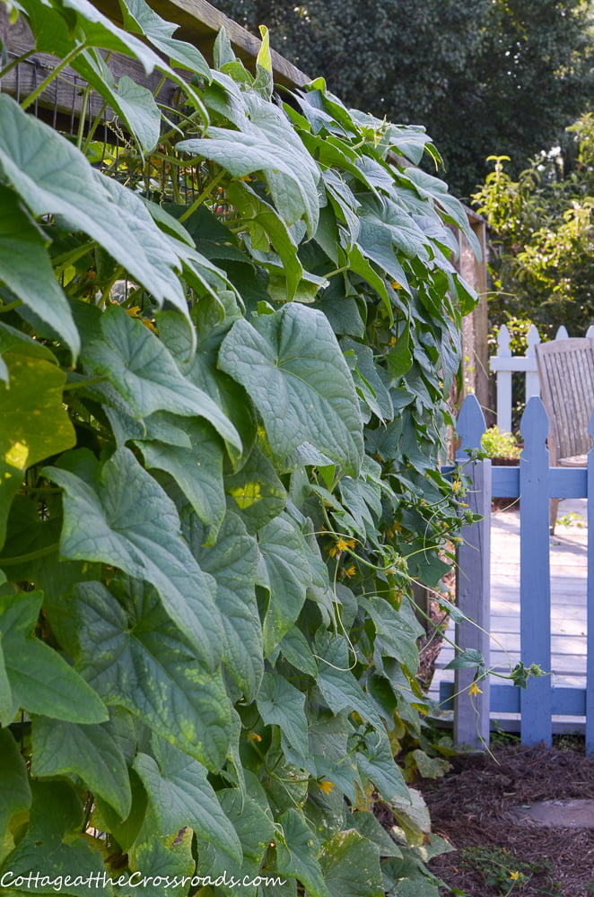 Cucumbers growing in the vegetable garden