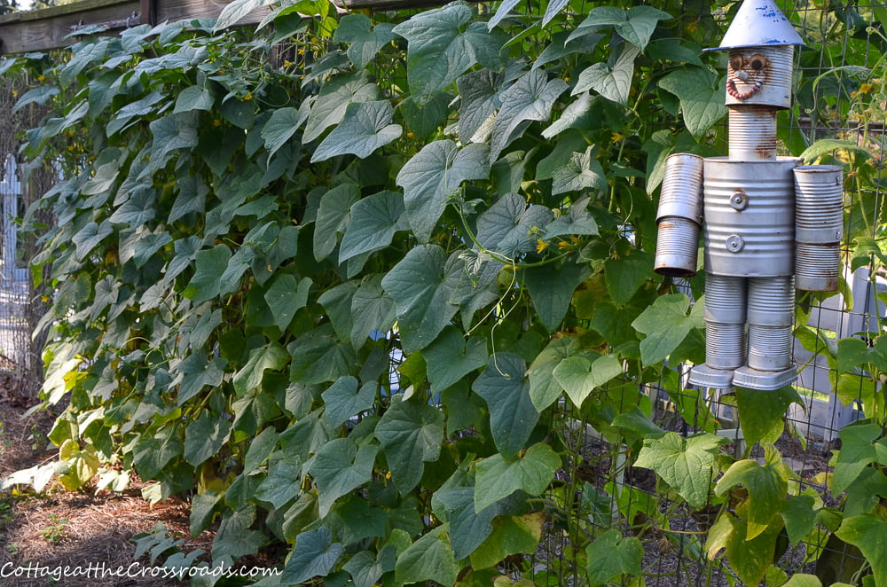 Cucumber vines growing on the garden fence