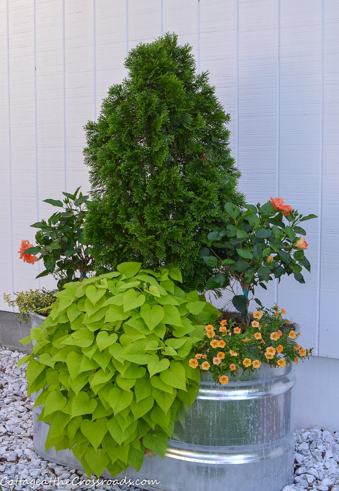 Feed trough filled with summer flowers