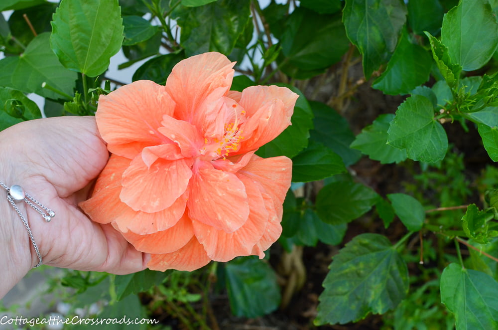 Peach double hibiscus