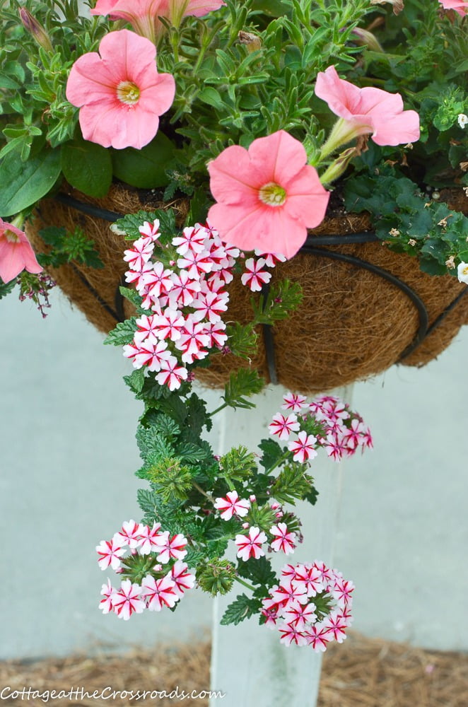 Petuniias and verbena in flower baskets