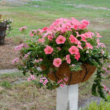 Flowers in baskets mounted on wooden posts