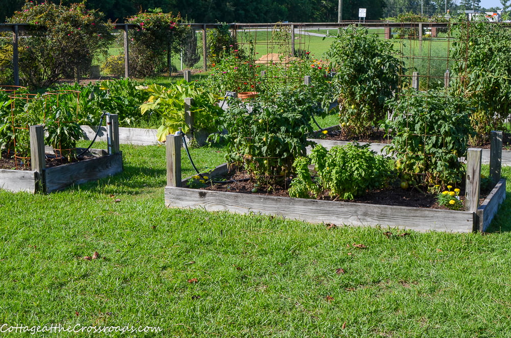 Raised beds in our vegetable garden