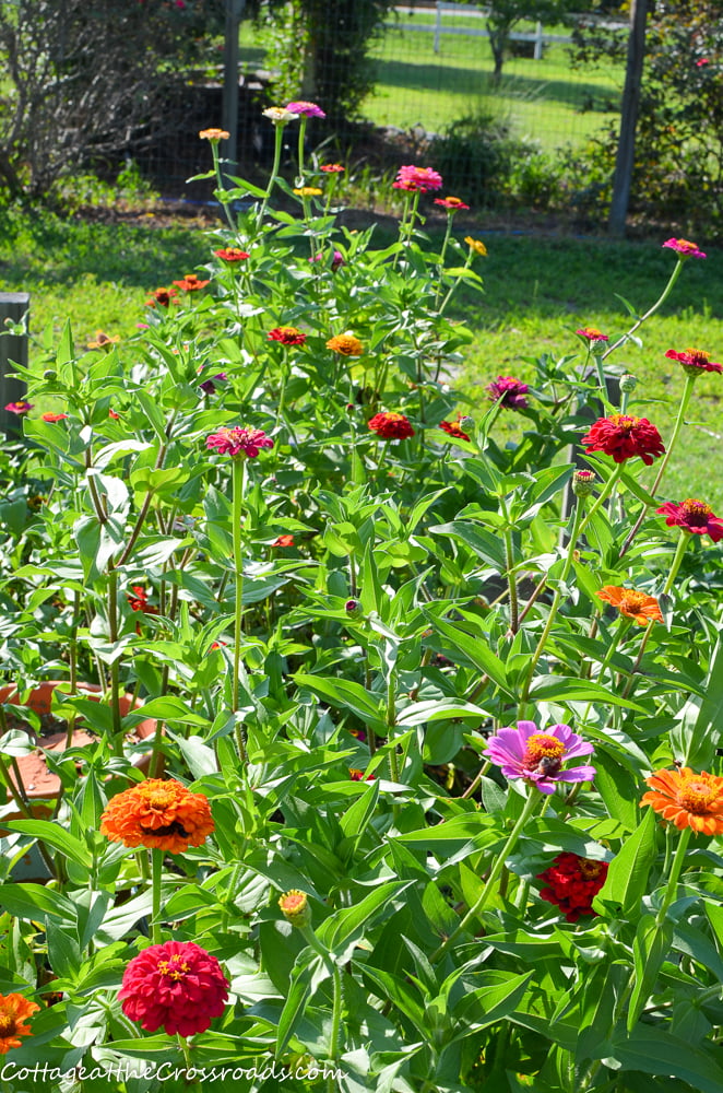 Zinnias growing in our vegetable garden