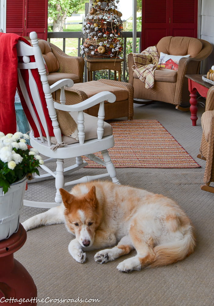 Lucy our dog on our fall front porch