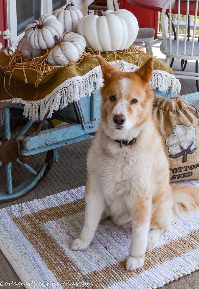 Lucy our dog beside a blue wheelbarrow filled with pumpkins