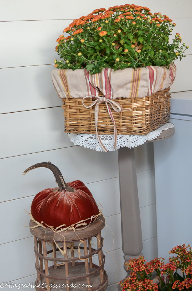 Mums and a velvet pumpkin