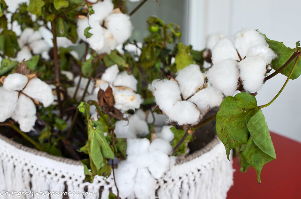 Stalks of real cotton in a basket