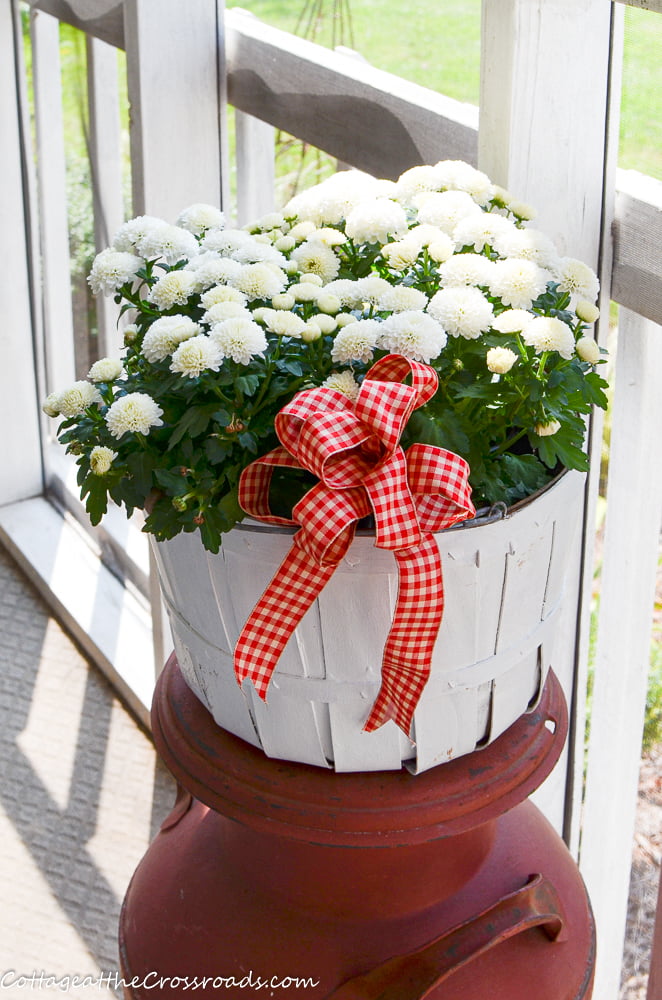 White mums in an old apple basket