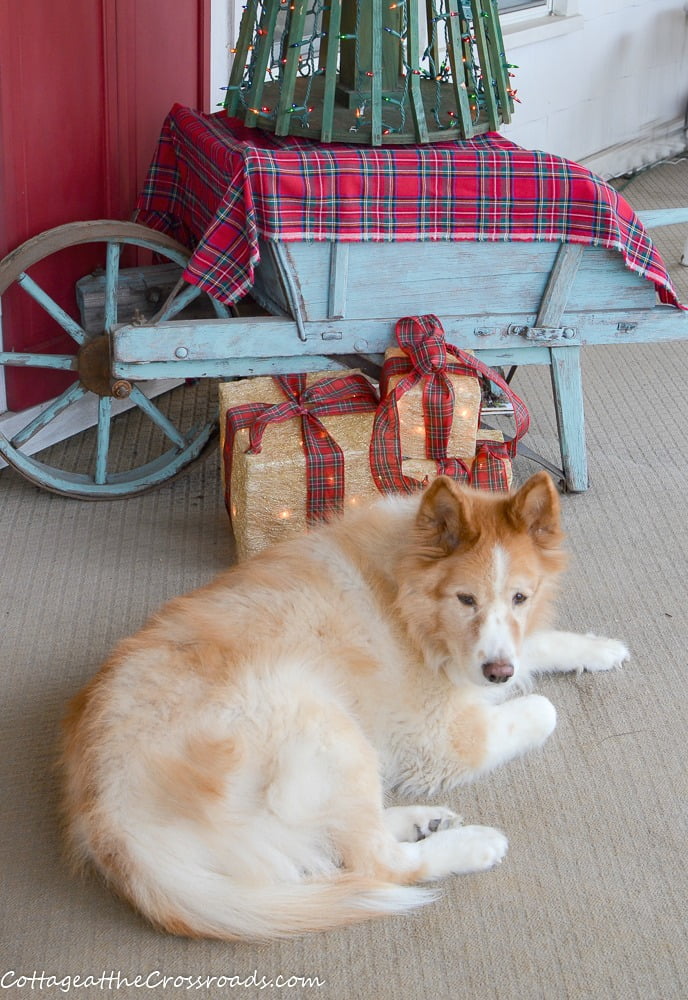 Lucy, our dog, on the christmas front porch