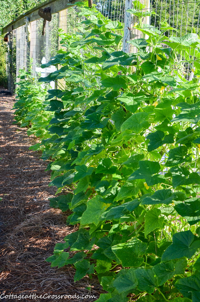 Growing Cucumbers in a Home Garden