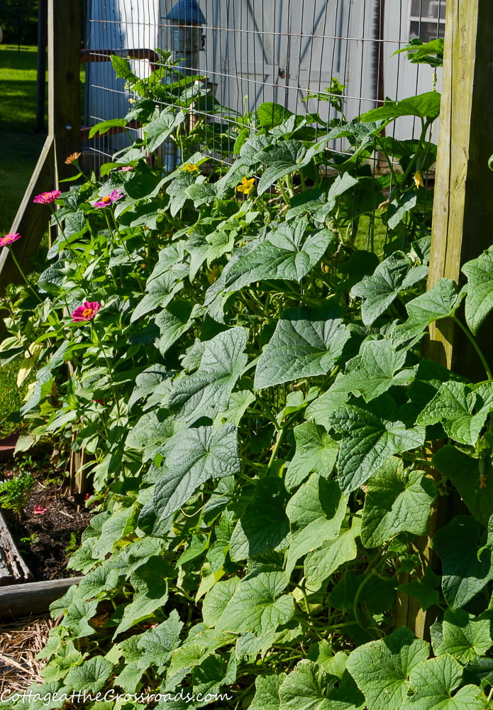 Cucumbers climbing a fence