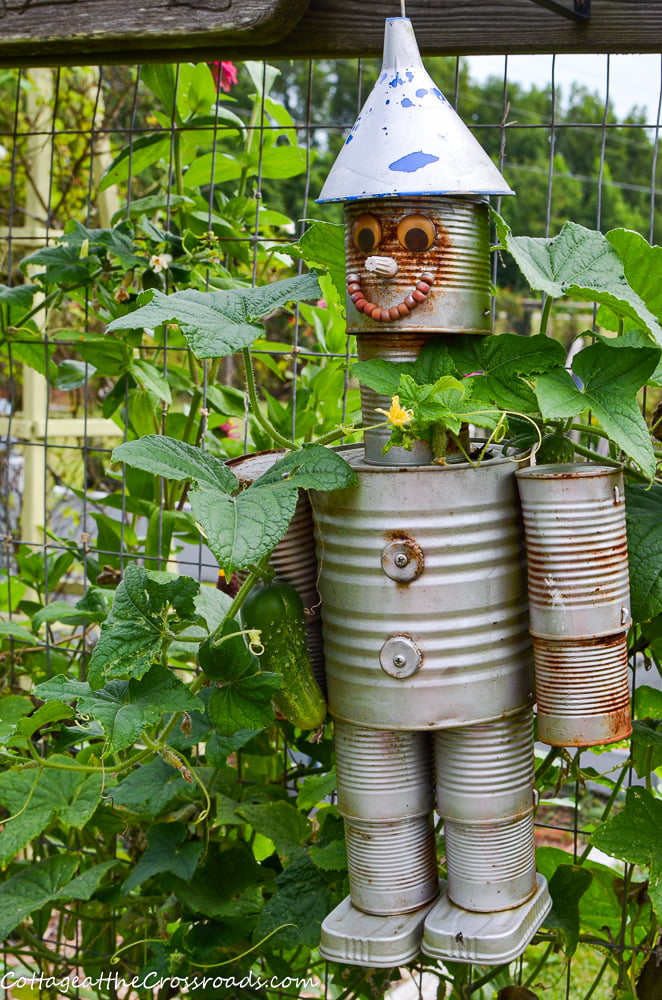 Cucumbers growing around the tin man