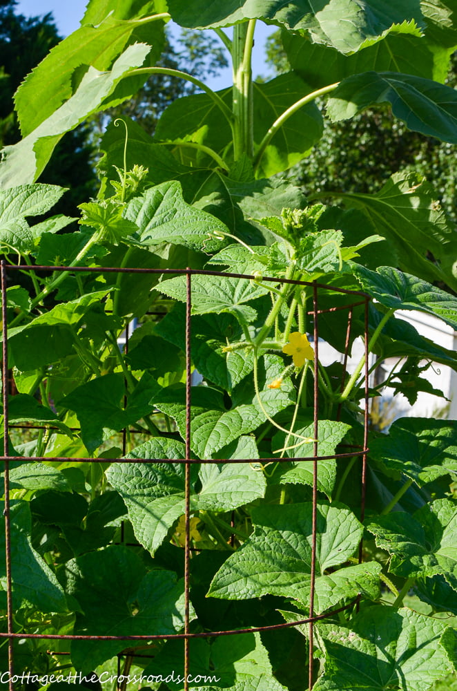 Cucumbers growing in a raised bed