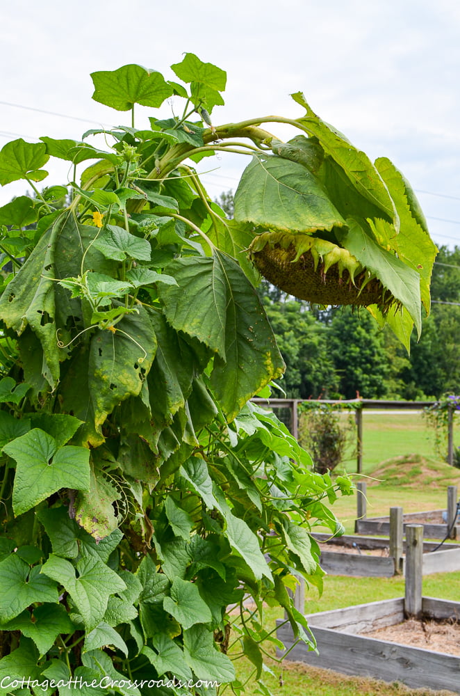 Sunflower bowing its head