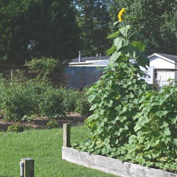 Cucumbers in raised beds