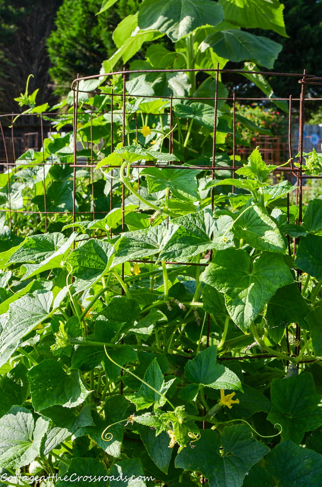 Cucumbers growing up a tomato cage