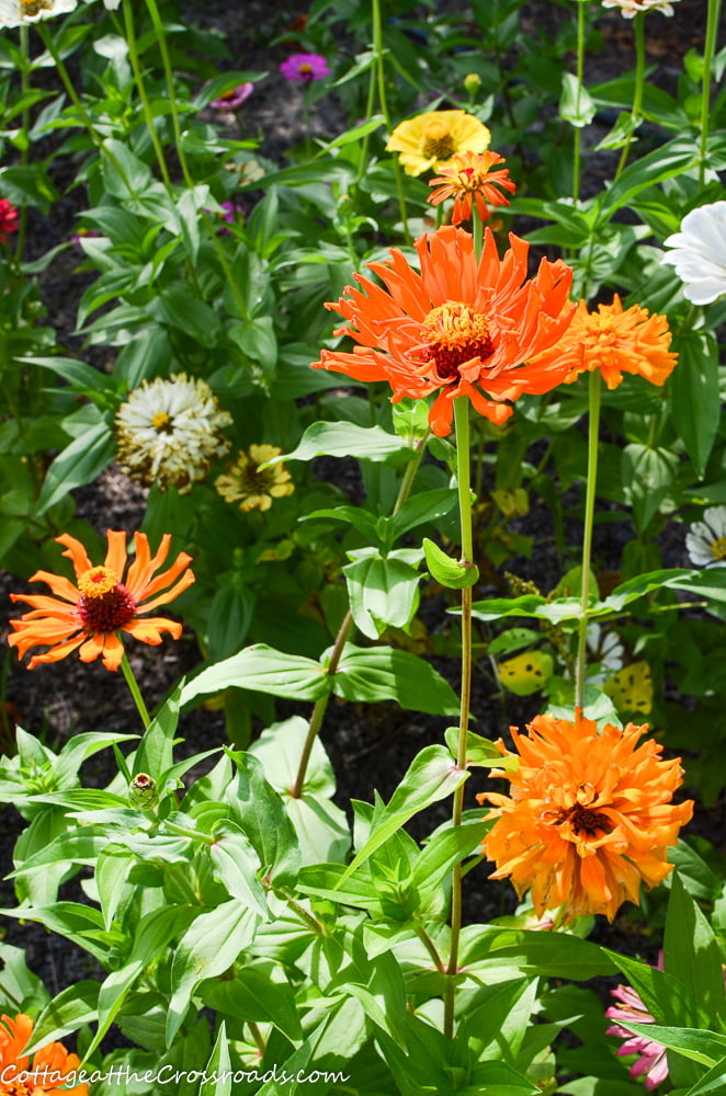 Zinnias in a vegetable garden