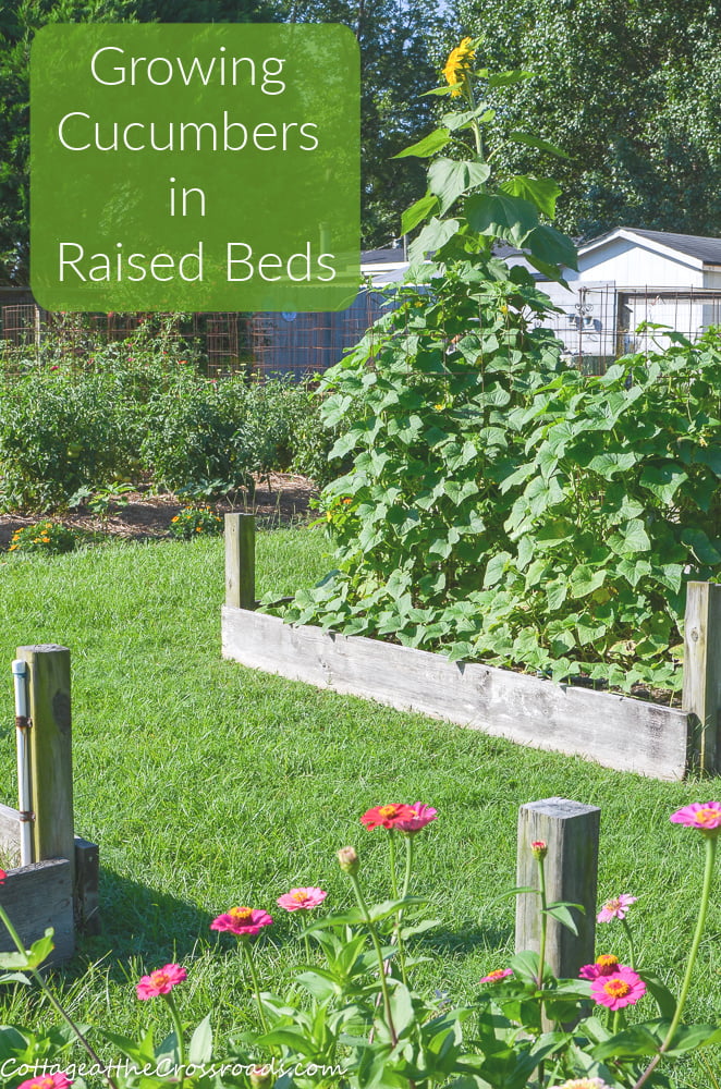 Growing Cucumbers in Raised Beds Cottage at the Crossroads