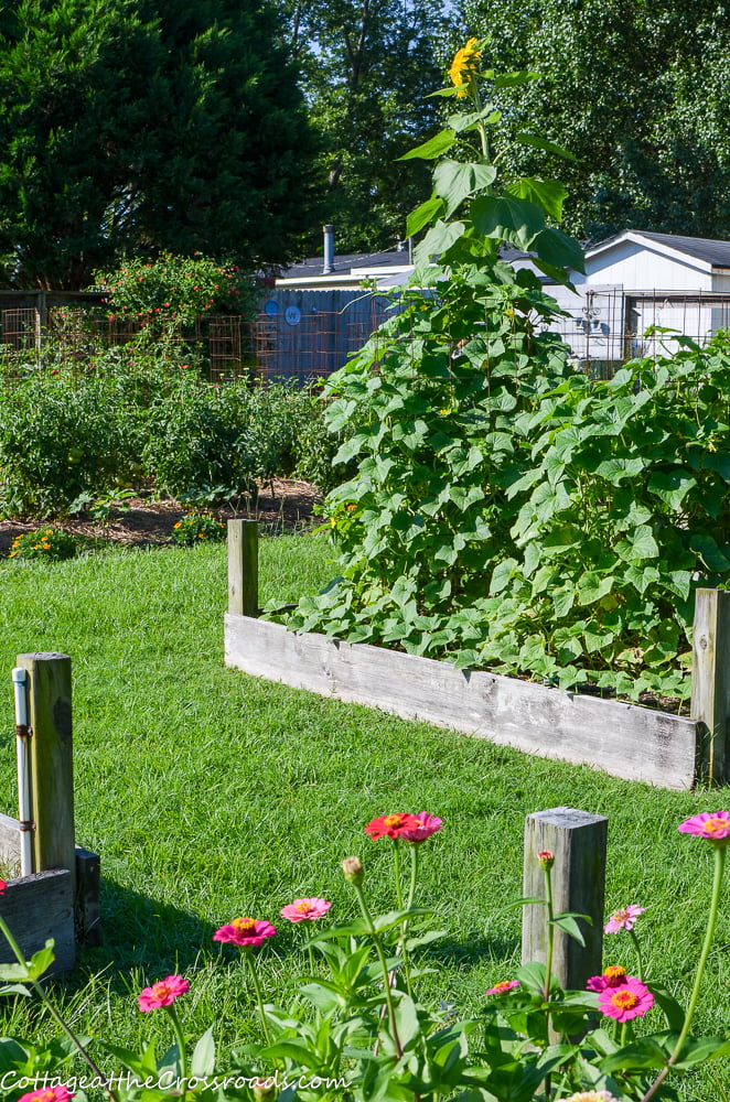 Cucumbers in a raised bed