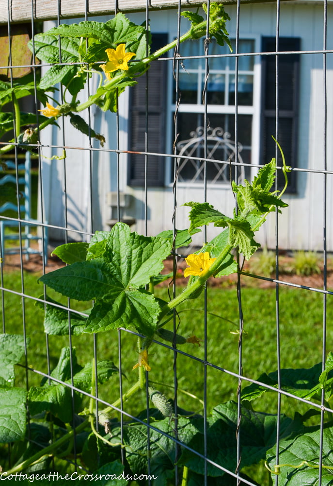 Cucumbers growing in a garden