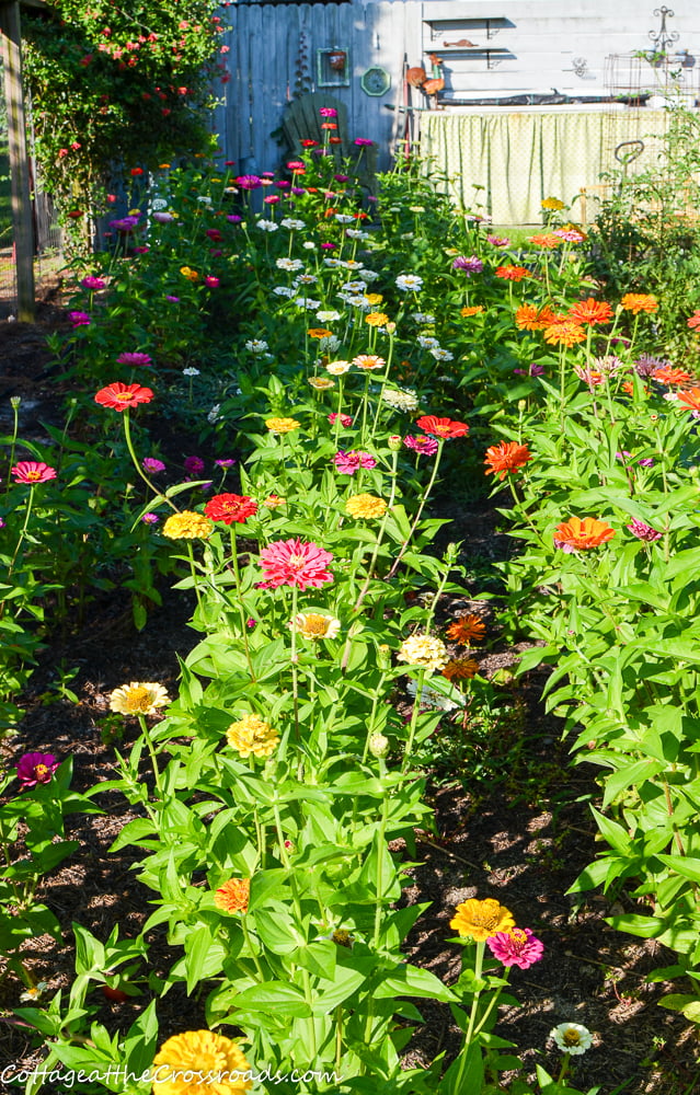 Flowers in a vegetable garden