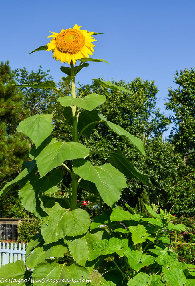 Growing Cucumbers In Raised Beds Cottage At The Crossroads