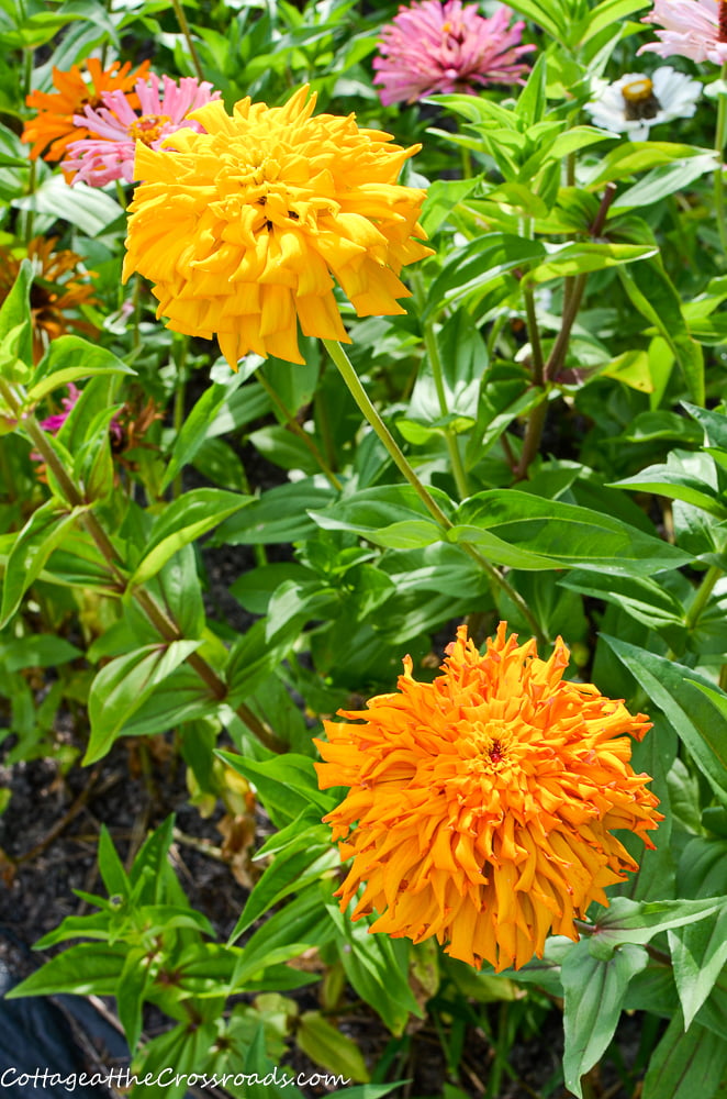 Giant cactus zinnias in a vegetable garden