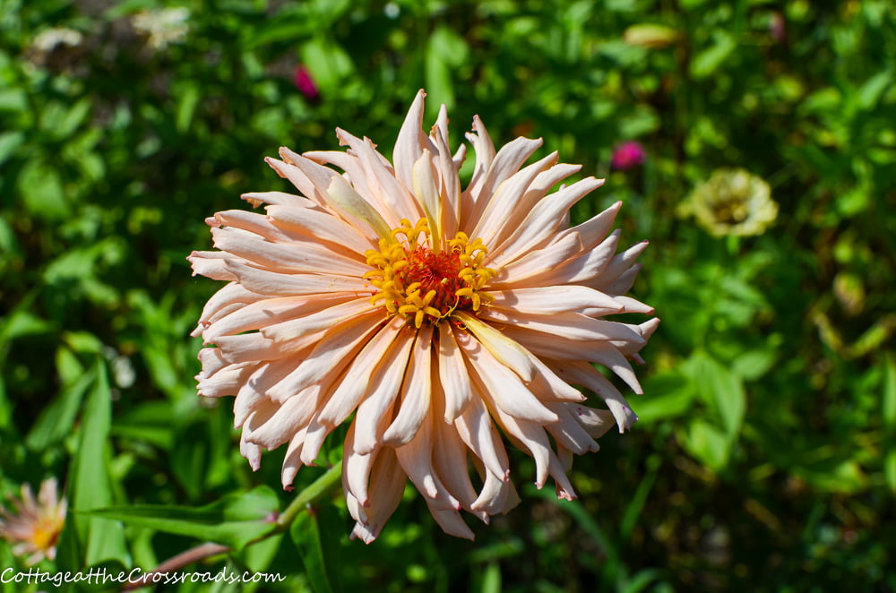 Giant cactus zinnia