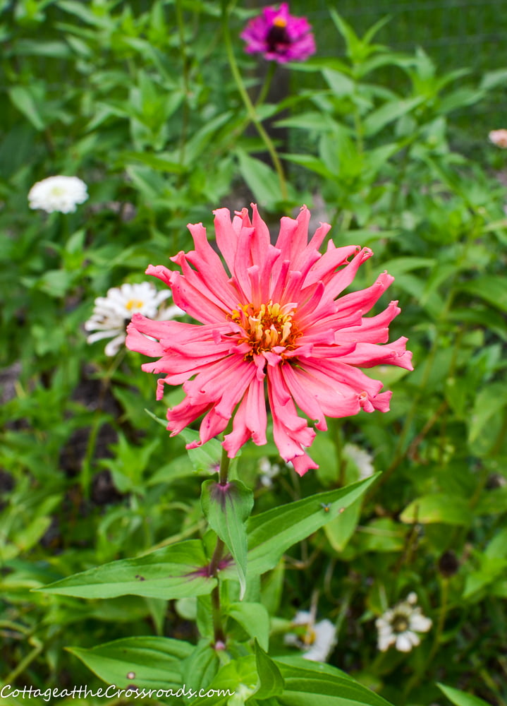 Giant cactus zinnia in a garden