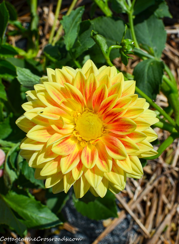 Dahlia growing in a vegetable garden