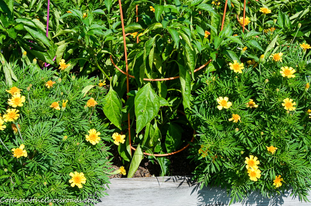 Marigolds grown in a raised bed