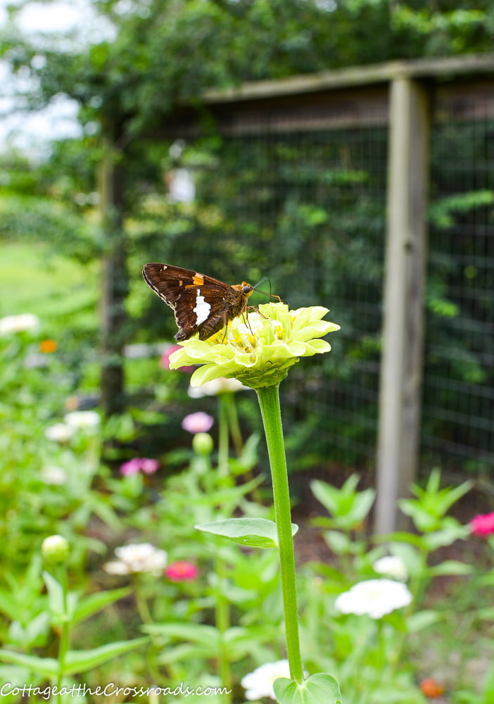 Butterfly on a zinnia in a vegetable garden