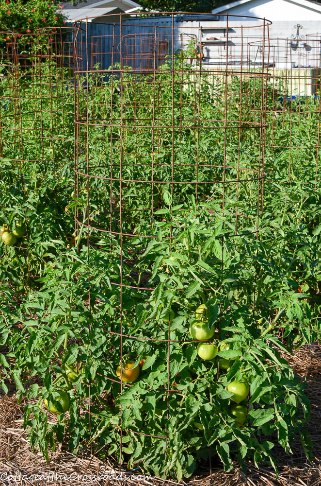 Tomatoes in a vegetable garden