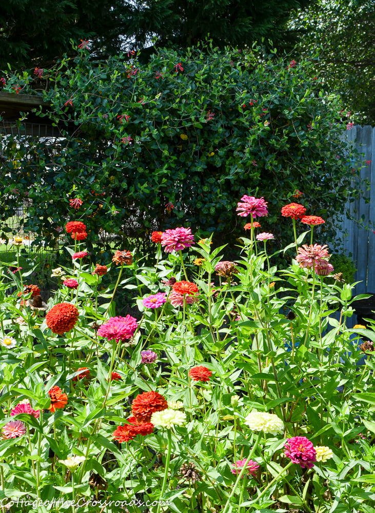 Zinnias and honeysuckle vine in a vegetable garden