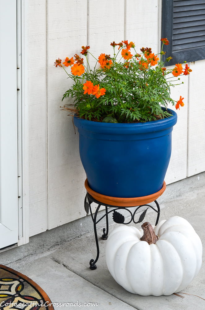 Orange cosmos in a blue pot