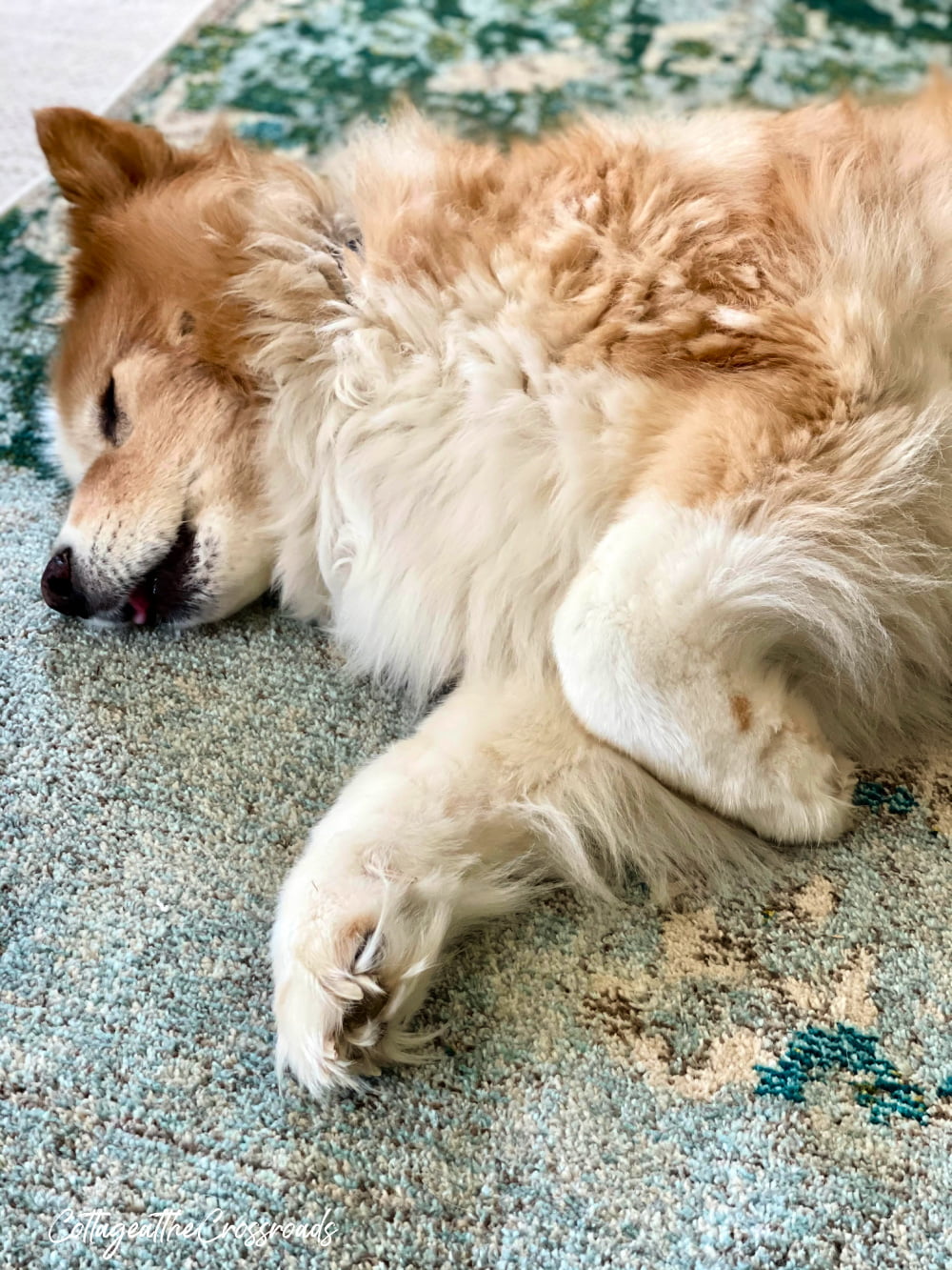 Lucy our dog asleep on the new area rug