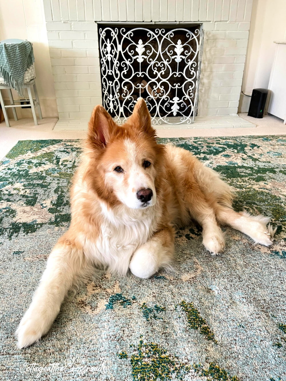 New Petproof Carpet and Area Rugs - Cottage at the Crossroads