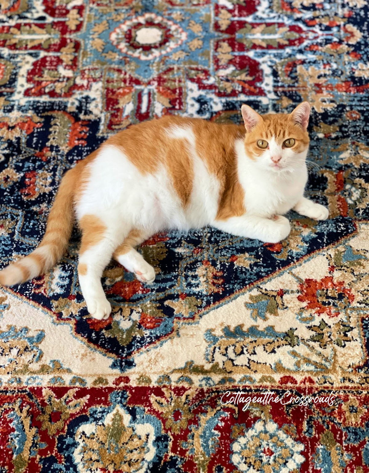 Cat on a rug